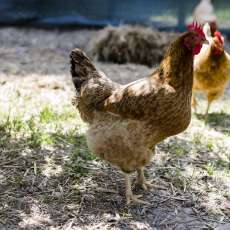 scuola all'aperto i passerotti bologna